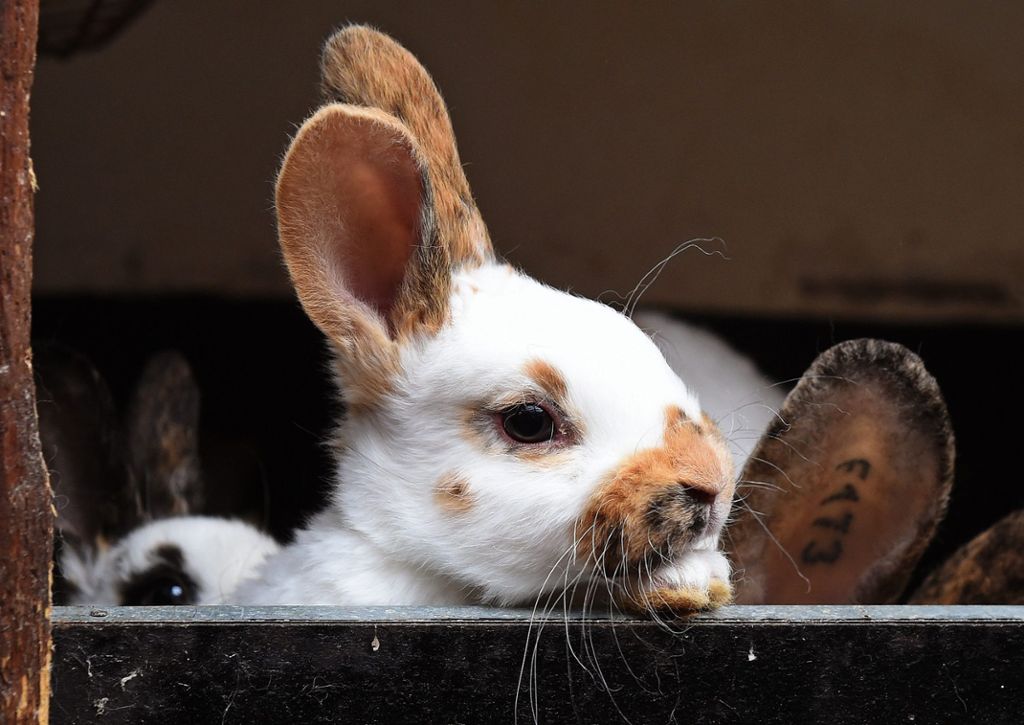 Hasen und Kaninchen findet jeder süß. Vor allem an Ostern. Während Feldhasen vielerorts vom Aussterben bedroht sind, kann man Kaninchen wenigstens züchten. Das aber wollen immer weniger Menschen. Zu langweilig?: Kaninchenzüchten: Ein urdeutsches Hobby ist auf dem Rückzug