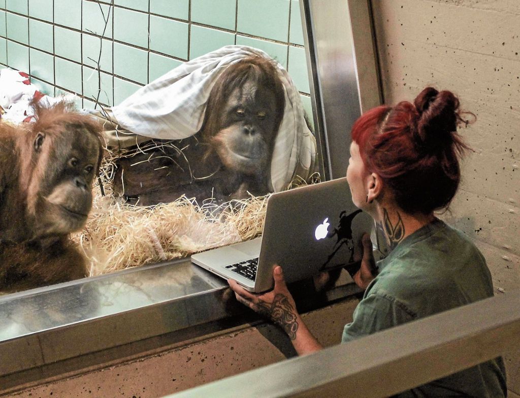 Wilhelma geht neue Wege der tierischen Partnersuche - Menschenaffen lernen sich über kurze Laptop-Clips kennen: Video-Dating bei den Orang-Utans