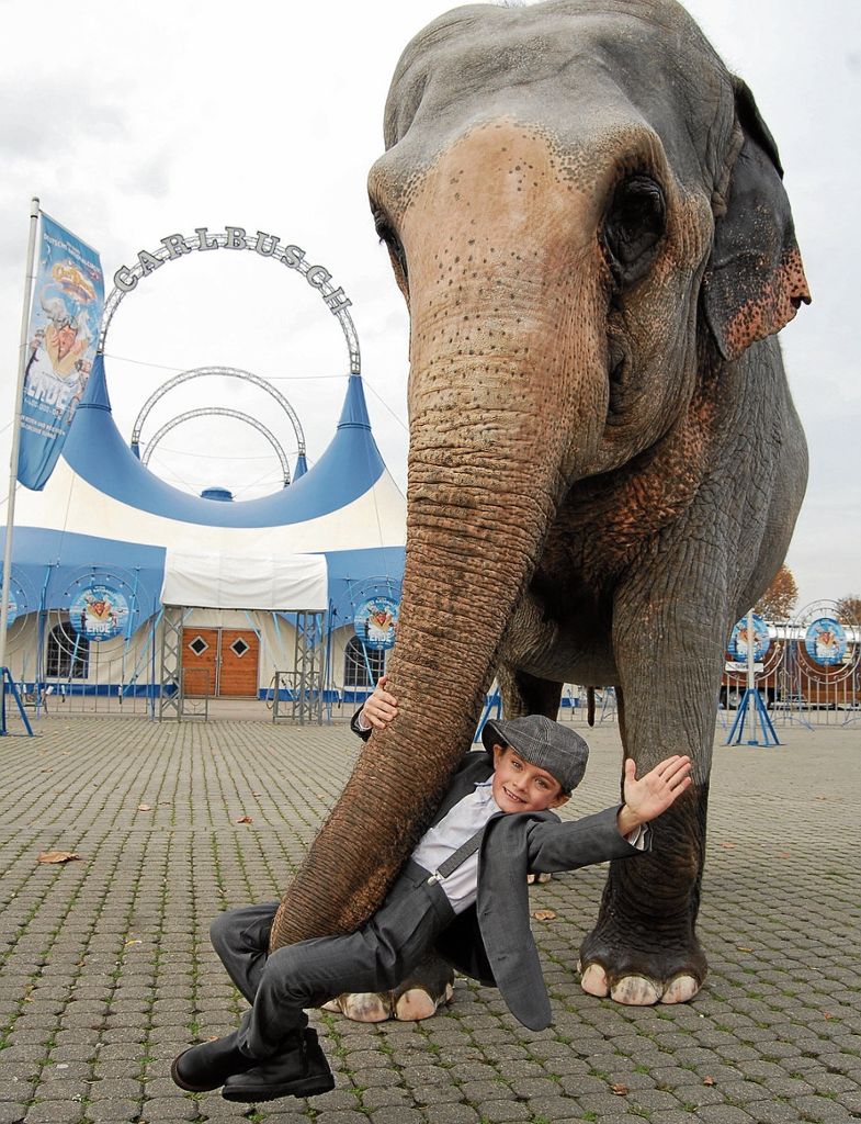 Beim Circus Carl Busch gehen der siebenjährige Alfons und die 50-jährige Elefantenkuh Carla durch Dick und Dünn: Der Knirps und die alte Dame