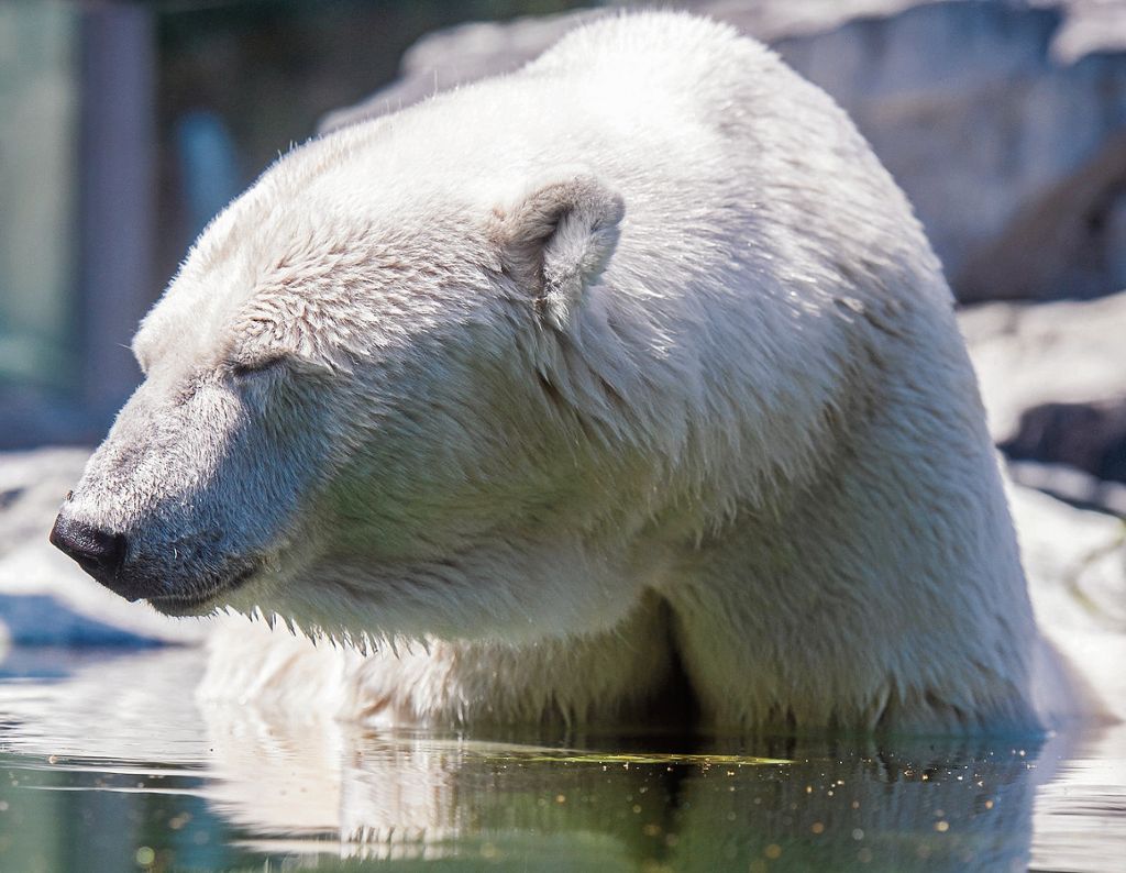 Raubtier soll an Verhaltensstörungen leiden - Zoo-Expertin dementiert: Wilhelma-Besucher sorgen sich um Eisbärin Corinna