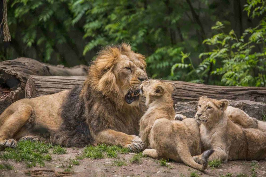 Shapur und Kajal sind am Freitag im Außengehege: Löwen erstmals im Außengehege zu sehen