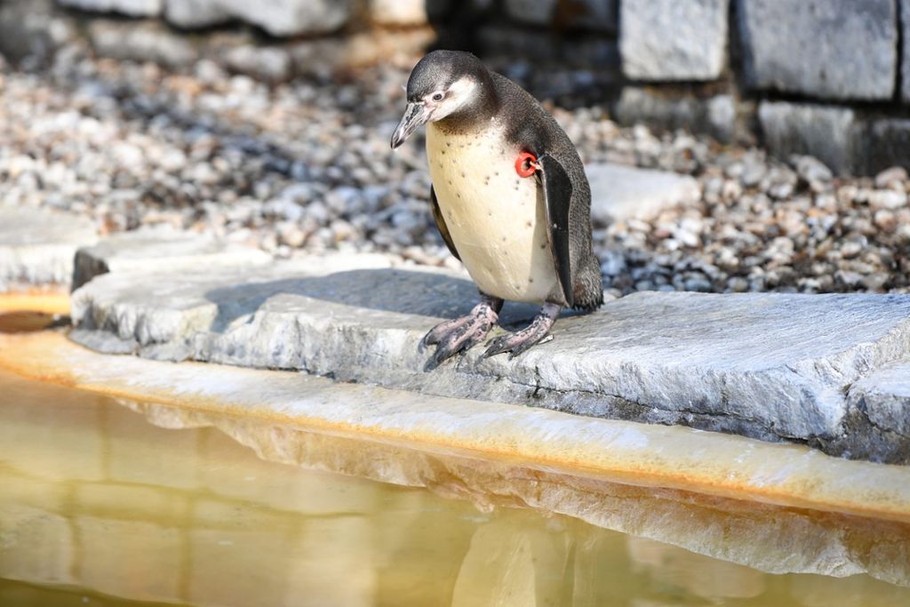 Tod von Pinguin: Polizei rechnet nicht mit schneller Aufklärung