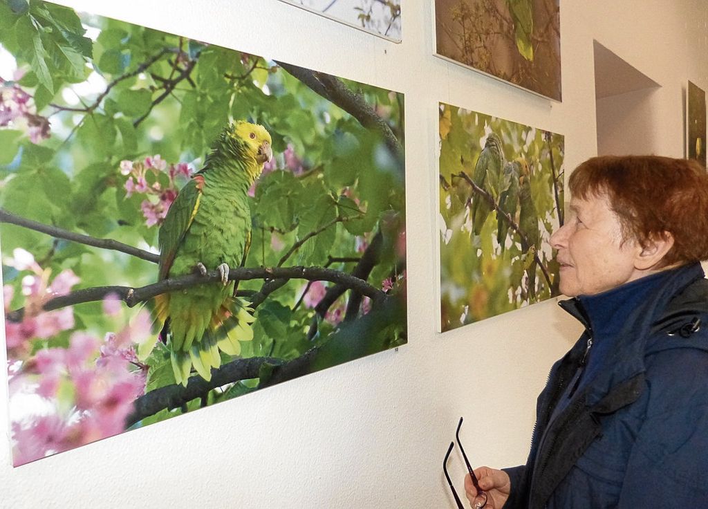 BAD CANNSTATT:  Seit mehr als 30 Jahren leben Gelbkopfamazonen am Neckar: Vom Regenwald in den Großstadtdschungel