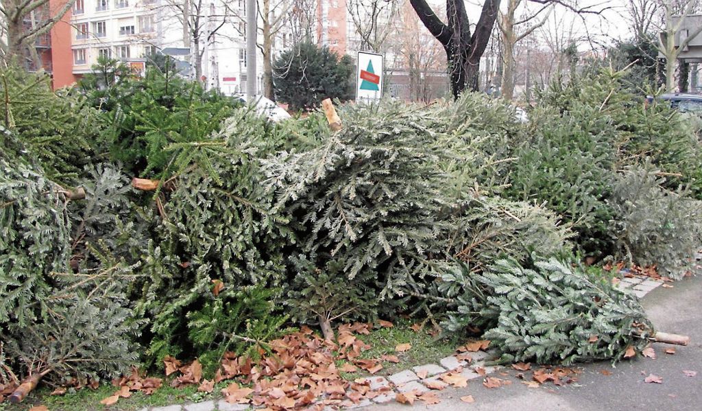 STUTTGART:  Bäume müssen lametta- und schmuckfrei abgelegt werden - Abholung ab 9. Januar: Sammelplätze für ausrangierte Weihnachtsbäume