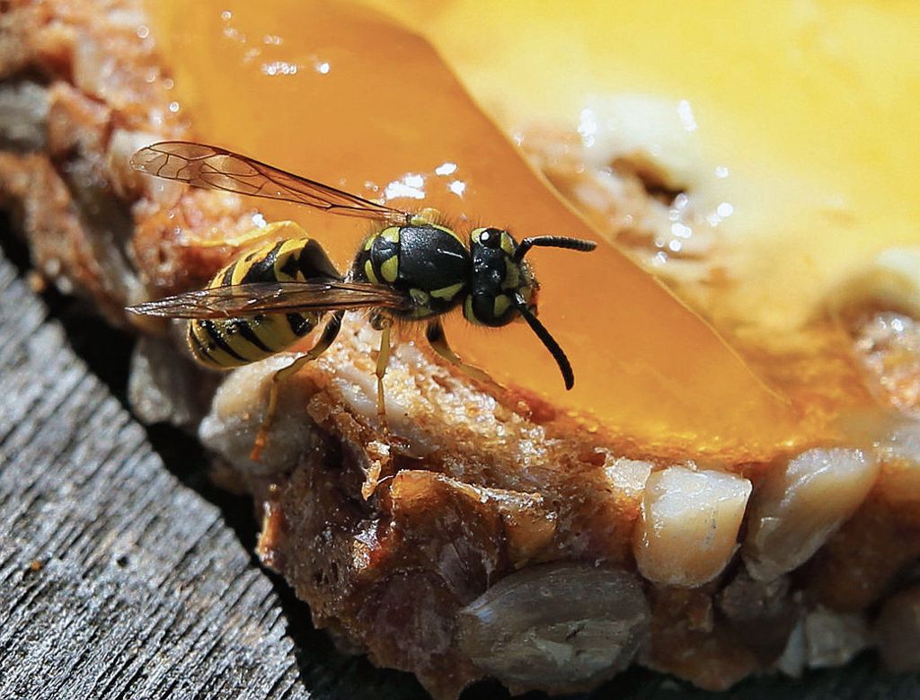 Infolge des nassen Frühjahres gibt es vielerorts weniger Wespen - Experten: Die Insekten sind nützliche Bestäuber und Schädlingsbekämpfer: (K)ein Grund zur Freude