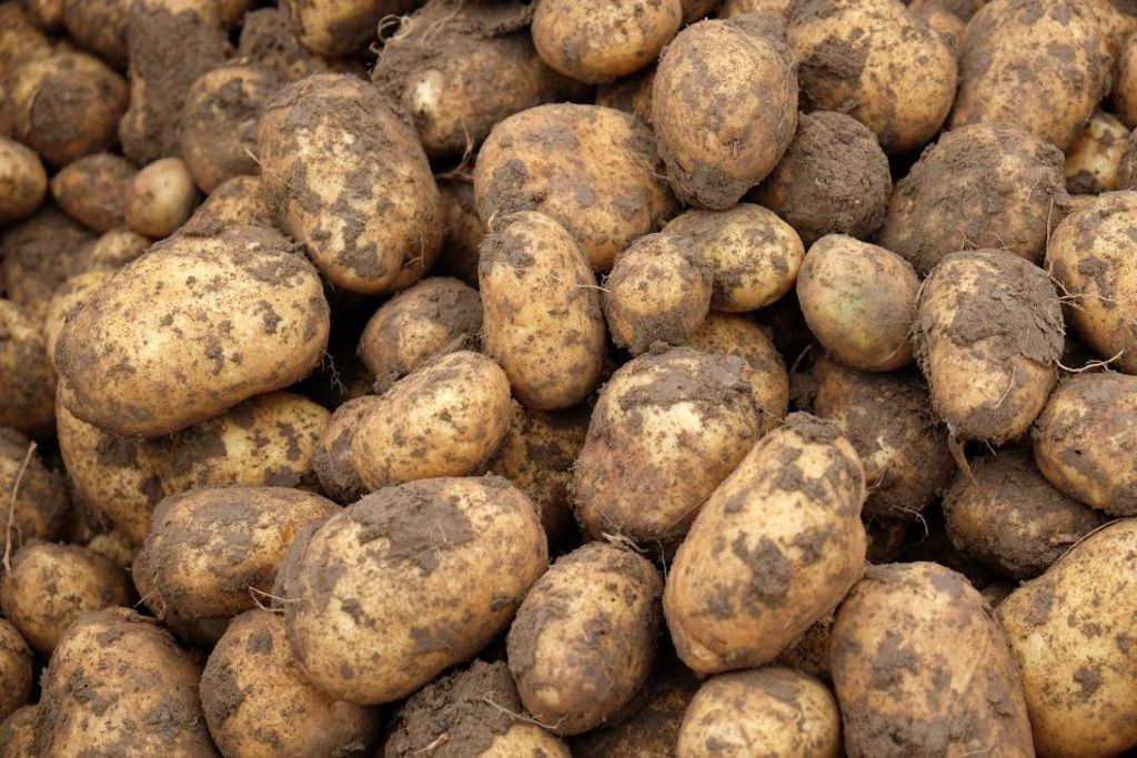 Schlechte Kartoffelernte im Land