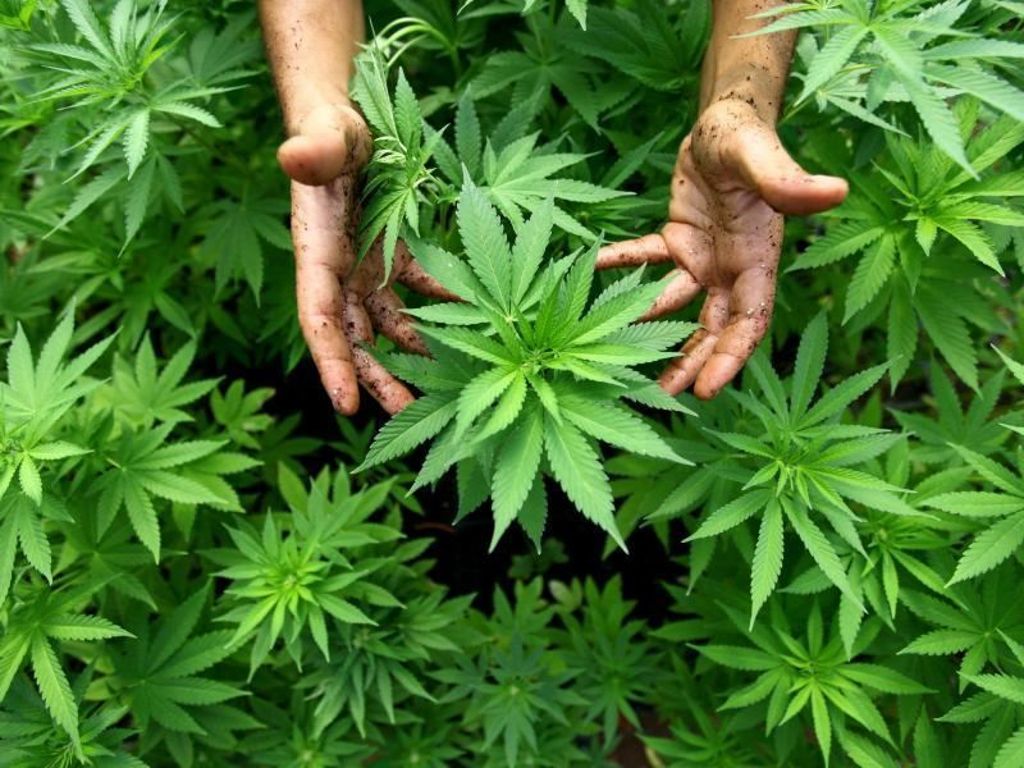Wasserschaden führt Polizei zu Cannabis-Plantage