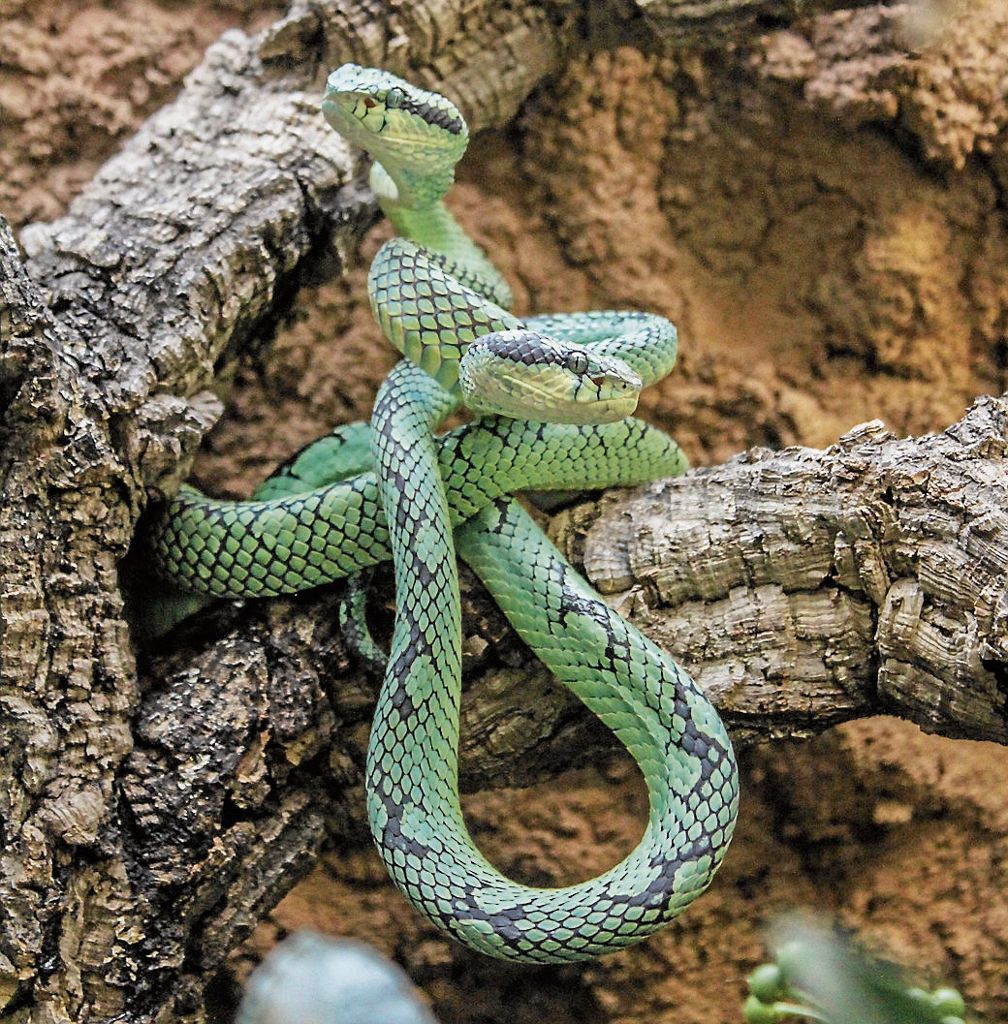 BAD CANNSTATT:  Langnasennatter und Ceylon-Lanzenotter als neue asiatische Schlangenarten: Einhörner und klappbare Giftzähne