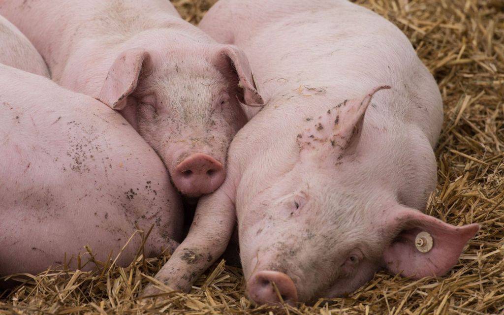 Schweine bekommen doppelt so viel Platz wie bei konventioneller Haltung: Edeka setzt auf regionale Fleischmarke