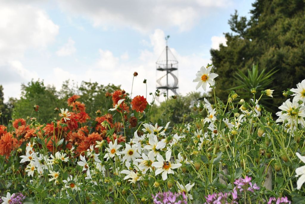 Im Höhenpark Killesberg sind rund 200 Dahliensorten zu bewundern – In einem Wettbewerb wird die Schönste gekürt: Wo mexikanische Schönheiten aufblühen