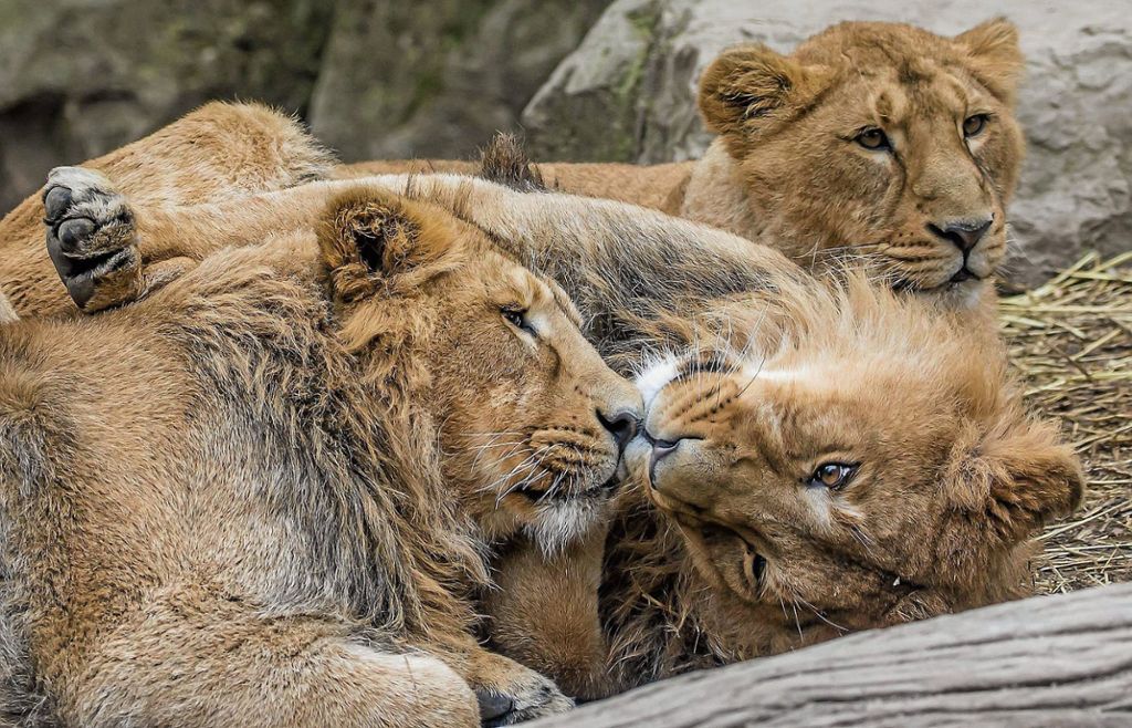 Nach knapp neun Jahren werden in der Wilhelma wieder Löwen leben: Der König der Tiere kehrt zurück