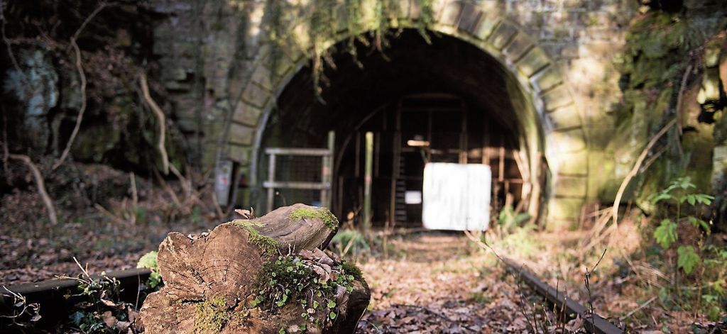 Tiere haben sich bei Calw in verlassenen Tunneln angesiedelt - Pläne für Hermann-Hesse-Bahn in Gefahr?: „Fledermausdisco“ droht die Schließung