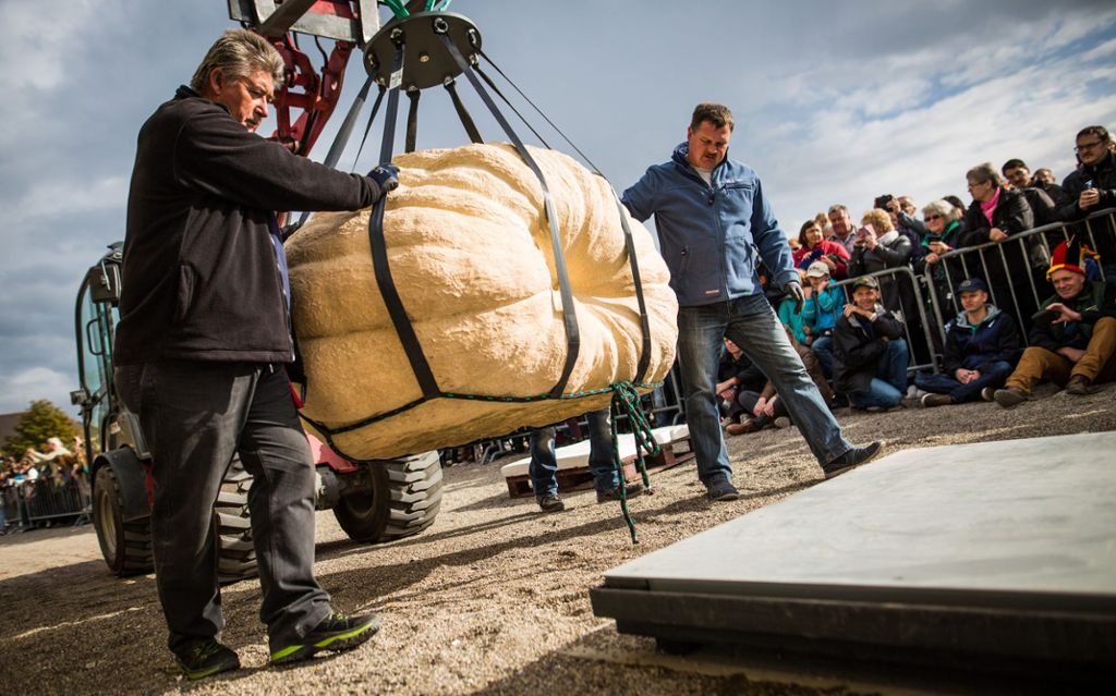 1,2 Tonnen schwerer Kürbis holt Weltrekord-Titel