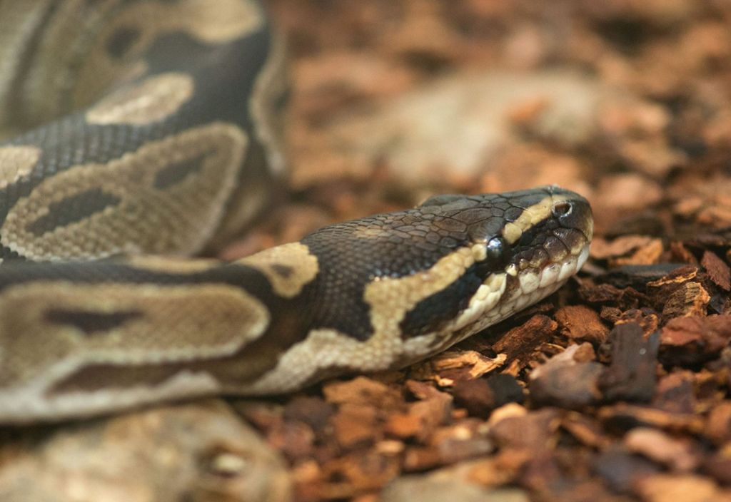 Deutscher will Schlangen aus der Schweiz schmuggeln