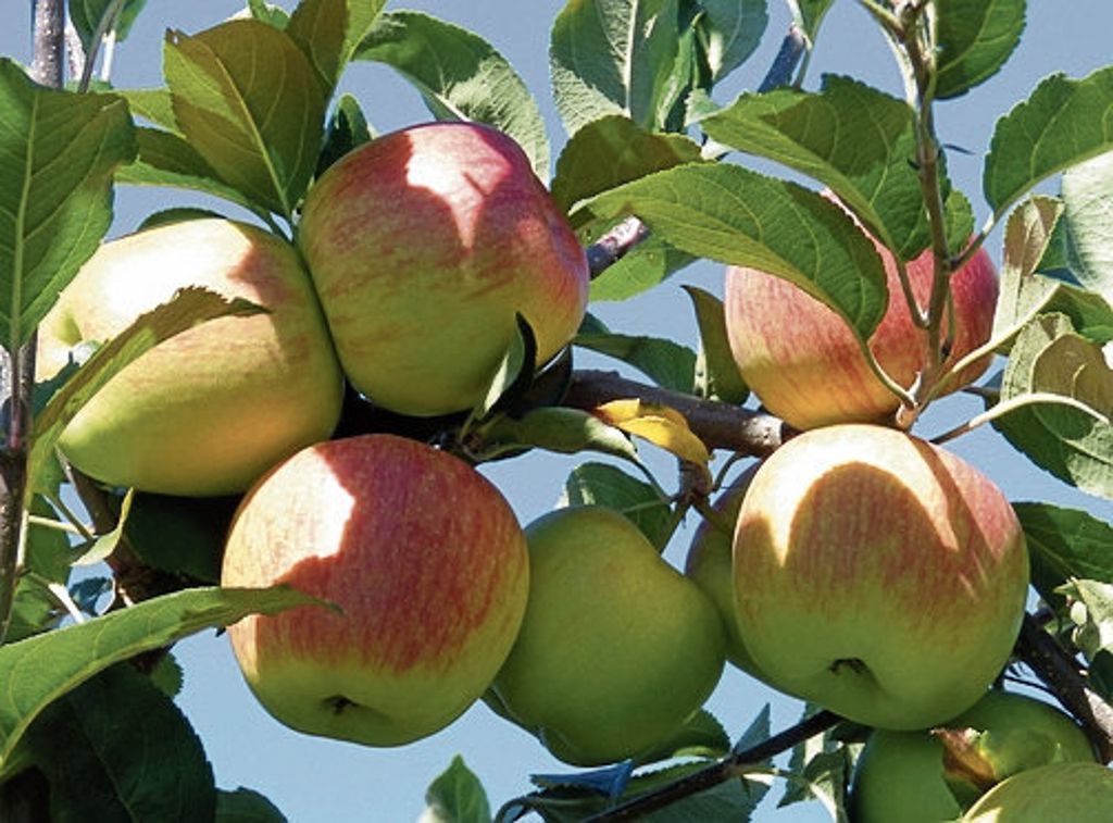 FELLBACH/ROTENBERG:  Wechsel von extremer Nässe und Hitze stellt Obstbauern vor Probleme - Fruchtqualität ist dennoch hervorragend: Gute Apfelernte trotz Wetterkapriolen