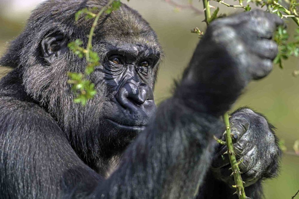 Mawenzi zieht zur Familiengründung nach Dänemark: Gorilla hat die Wilhelma verlassen