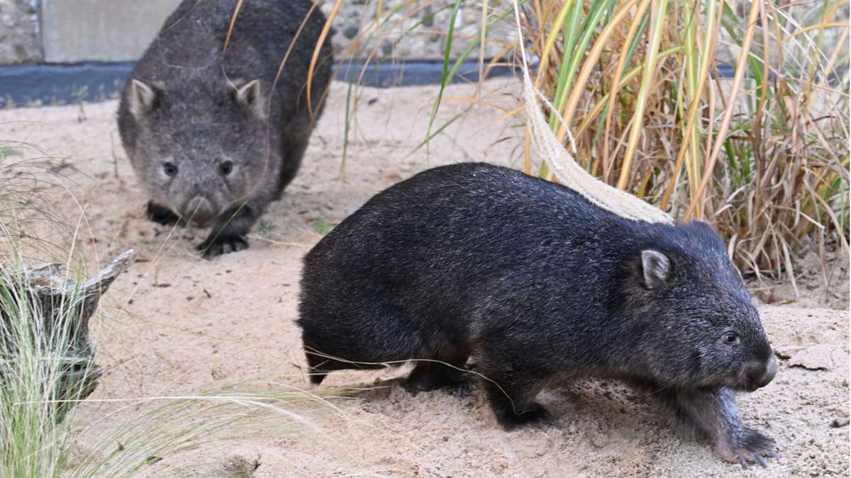 Nacktnasenwombats in Stuttgart: Wendy und Windemer tapsen jetzt durch die Wilhelma