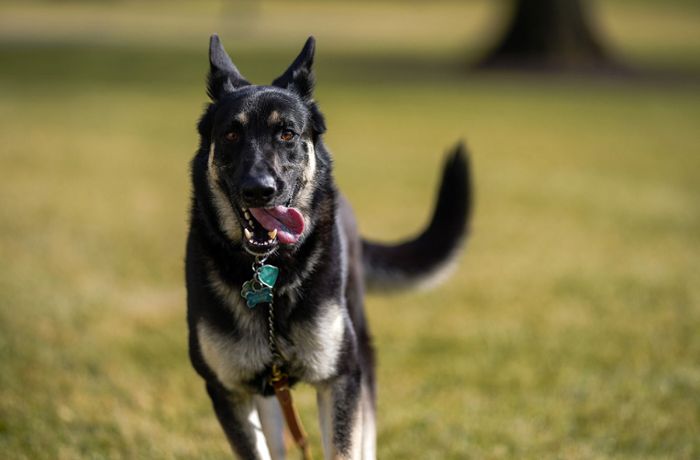 Beiß-Vorfall im Weißen Haus: Bidens Hund Major darf doch bleiben