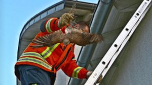 Feuerwehr befreit Falken aus Taubennetz