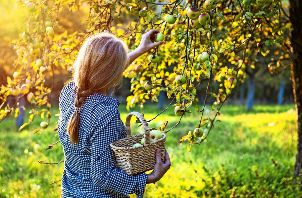 Biologisch korrekt und nachhaltig: Apfelernte im eigenen Garten.