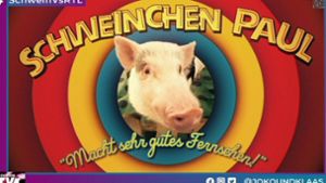 Schweinchen Paul im Rennen gegen RTL-Sommerhaus