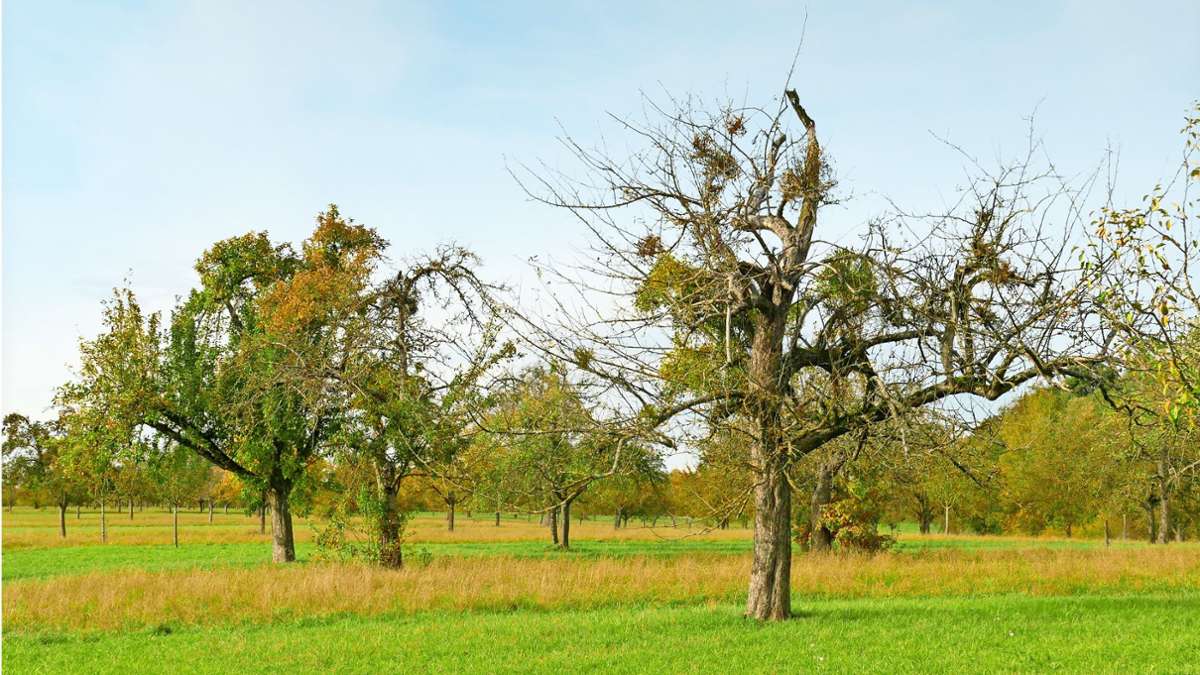Hilferuf aus Stuttgart: Den Streuobstbäumen geht es schlecht