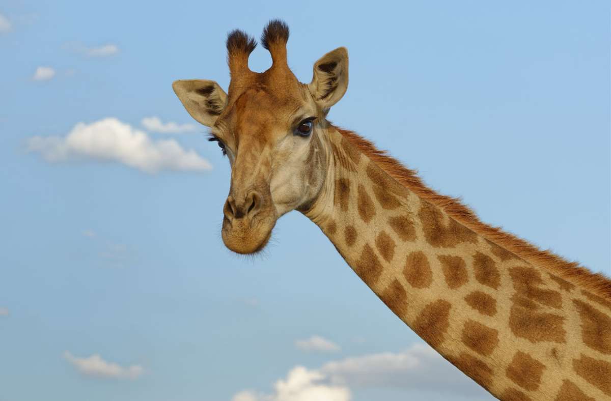 Kurioser Fund in Afrika: Forscher entdecken zwei kleinwüchsige Giraffen