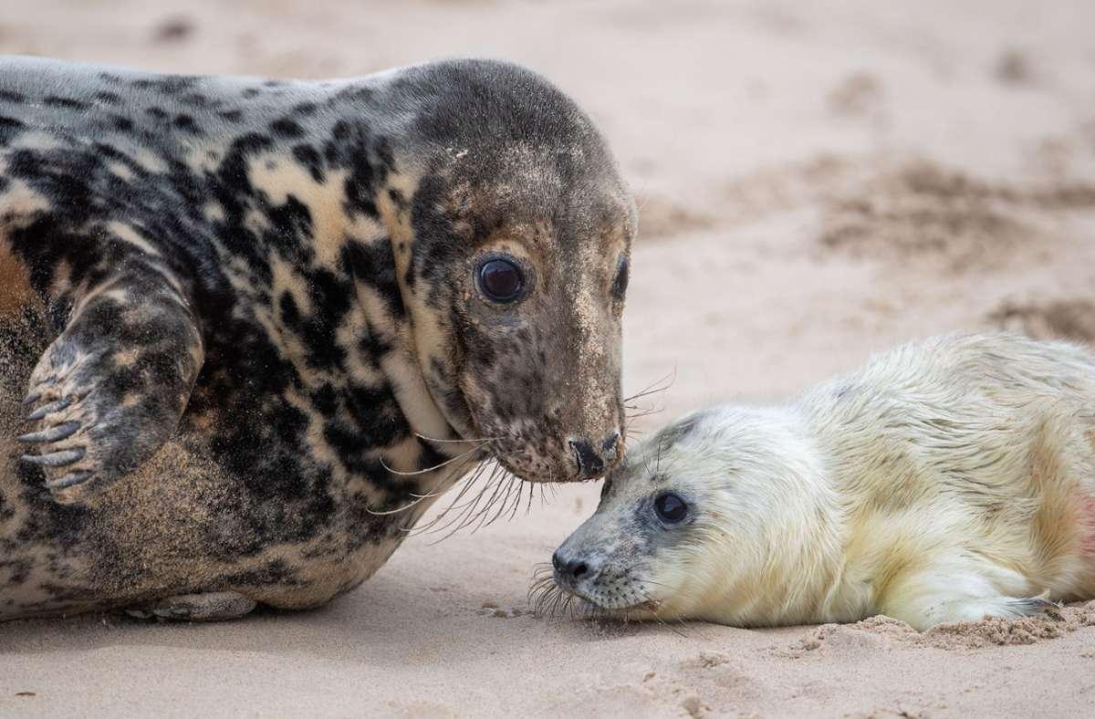 Robbenbabys an der Nordsee: Tierliebe mit fatalen Folgen