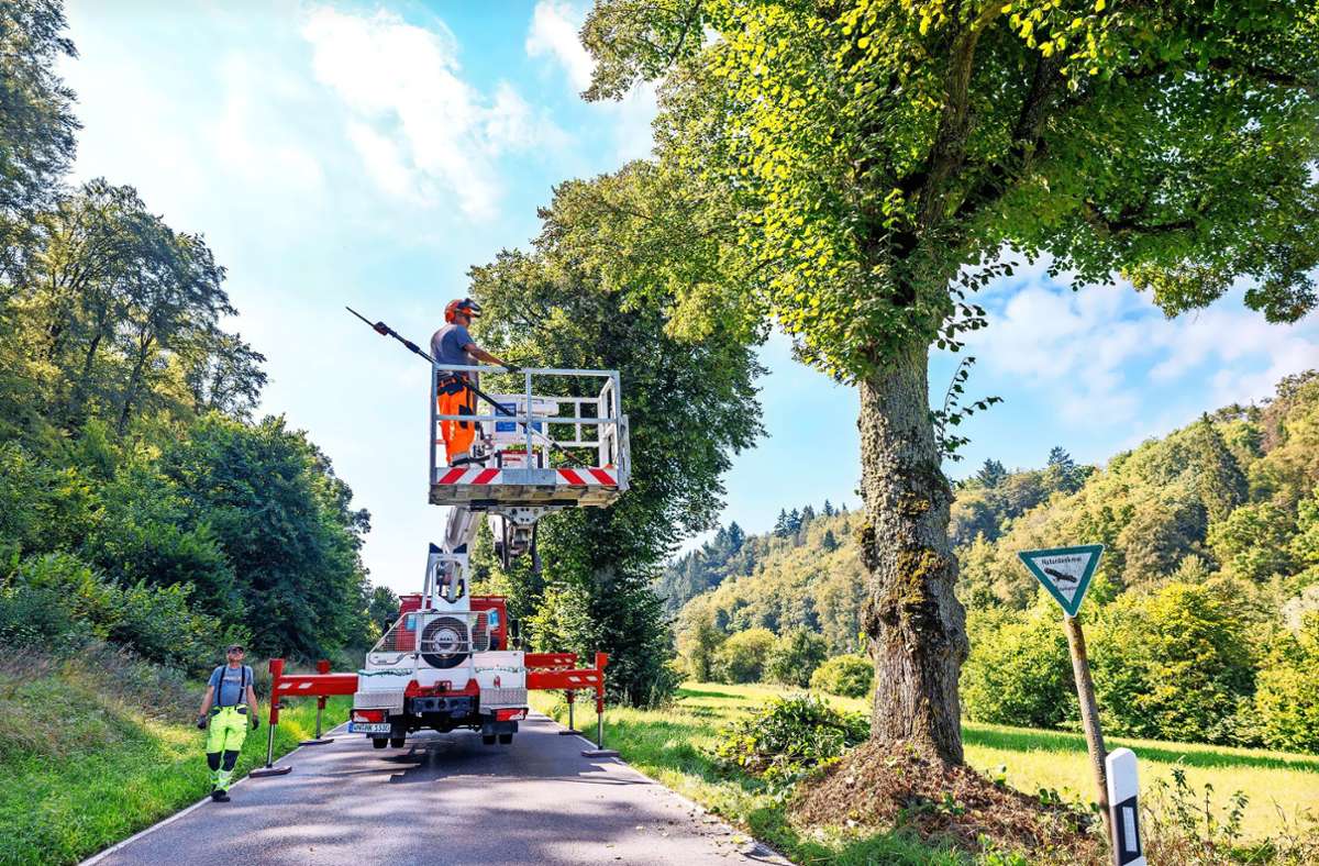 Baumpflege zwischen Aidlingen und Ehningen: Weg mit dem Totholz