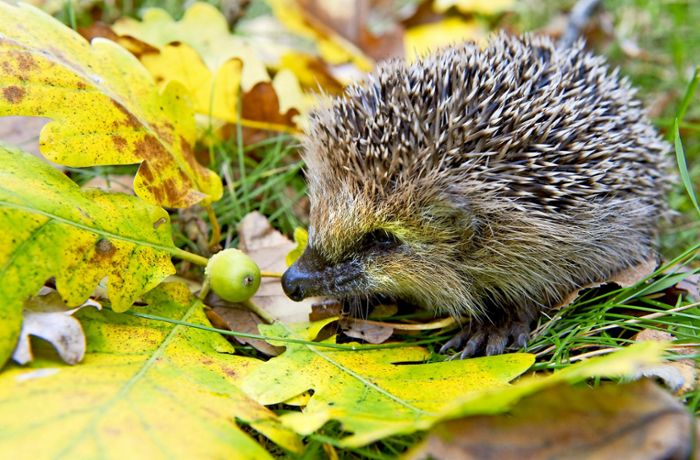 Wildtiere im Herbst: Was fressen Igel?
