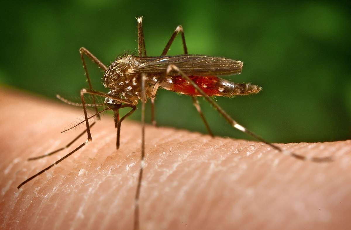 Was hilft gegen Mücken? (Tipps)