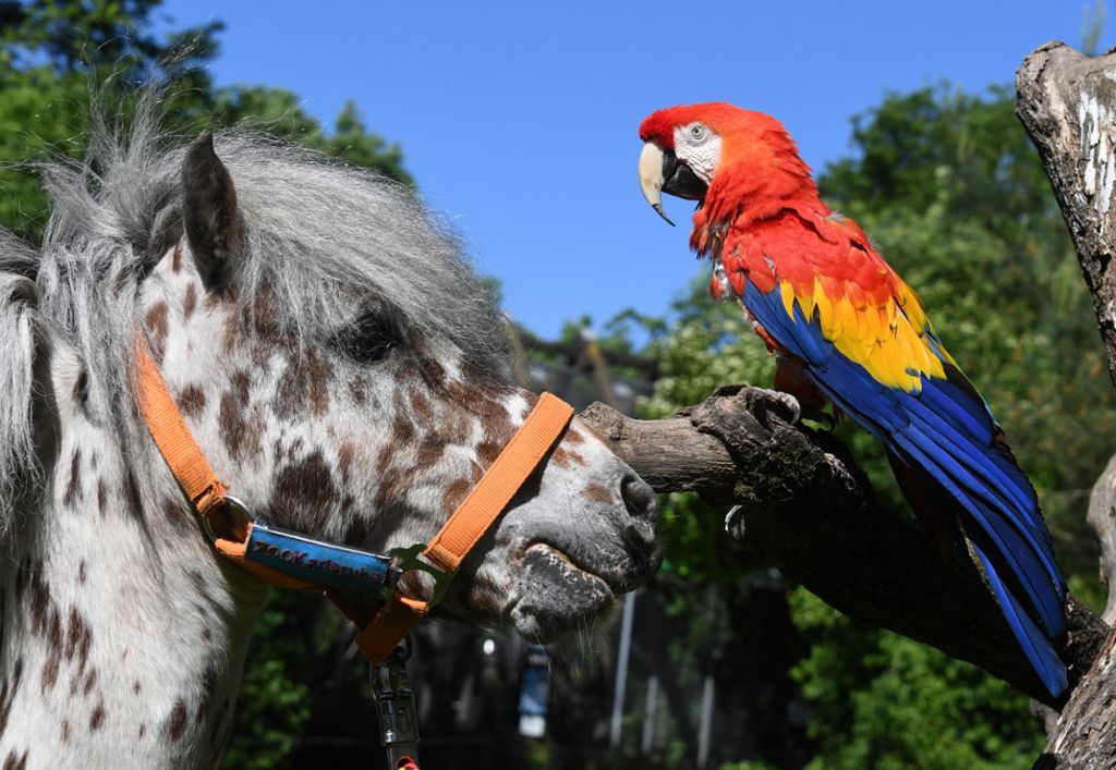 Karlsruher Zoo feiert 50. Geburtstag von Pippi-Langstrumpf-Papagei