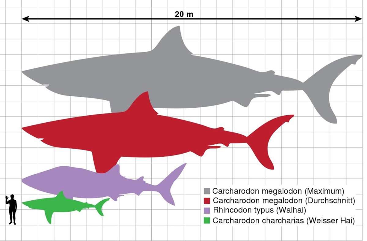 Größenvergleich eines Megalodons (grau und rot) mit einem Walhai (violett), einem Weißen Hai (grün) und einem Menschen (schwarz).