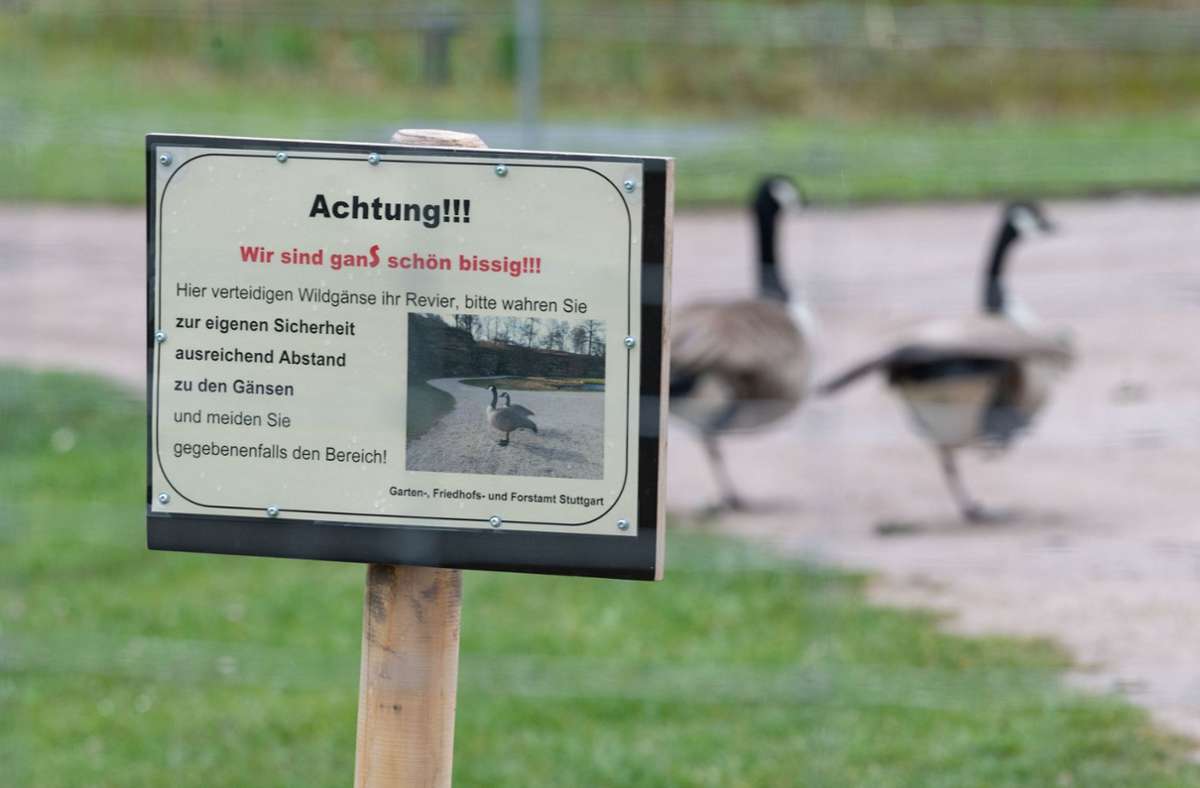 Höhenpark Killesberg in Stuttgart: Zwei wilde Kanadagänse  sorgen für Ärger