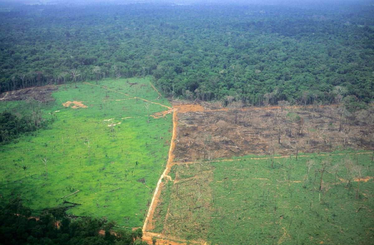 Der Regenwald in Brasilien wird rasant abgeholzt. (Symbolbild) Foto: imago images/Danita Delimont