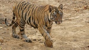 Polizei  findet vermissten Tiger nach tagelanger Suche
