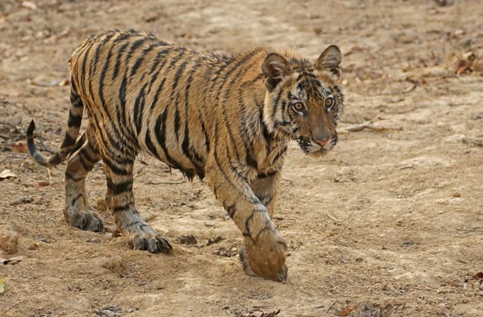 Einsatz in Houston: Polizei  findet vermissten Tiger nach tagelanger Suche