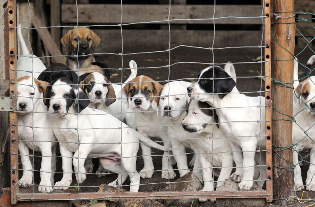 Handel mit Haustieren: Zeit für Verbote