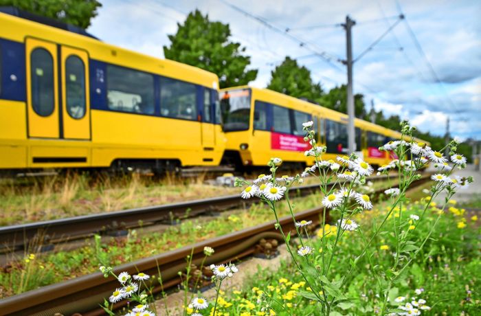 Stuttgarter Stadtbahnen: Schlucken Magerwiesen Lärm?