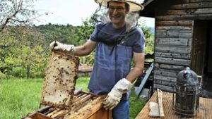 Katastrophales Jahr für die Bienen