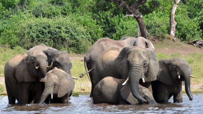 Medienbericht: Botswana will 20 000 Elefanten an Deutschland abgeben