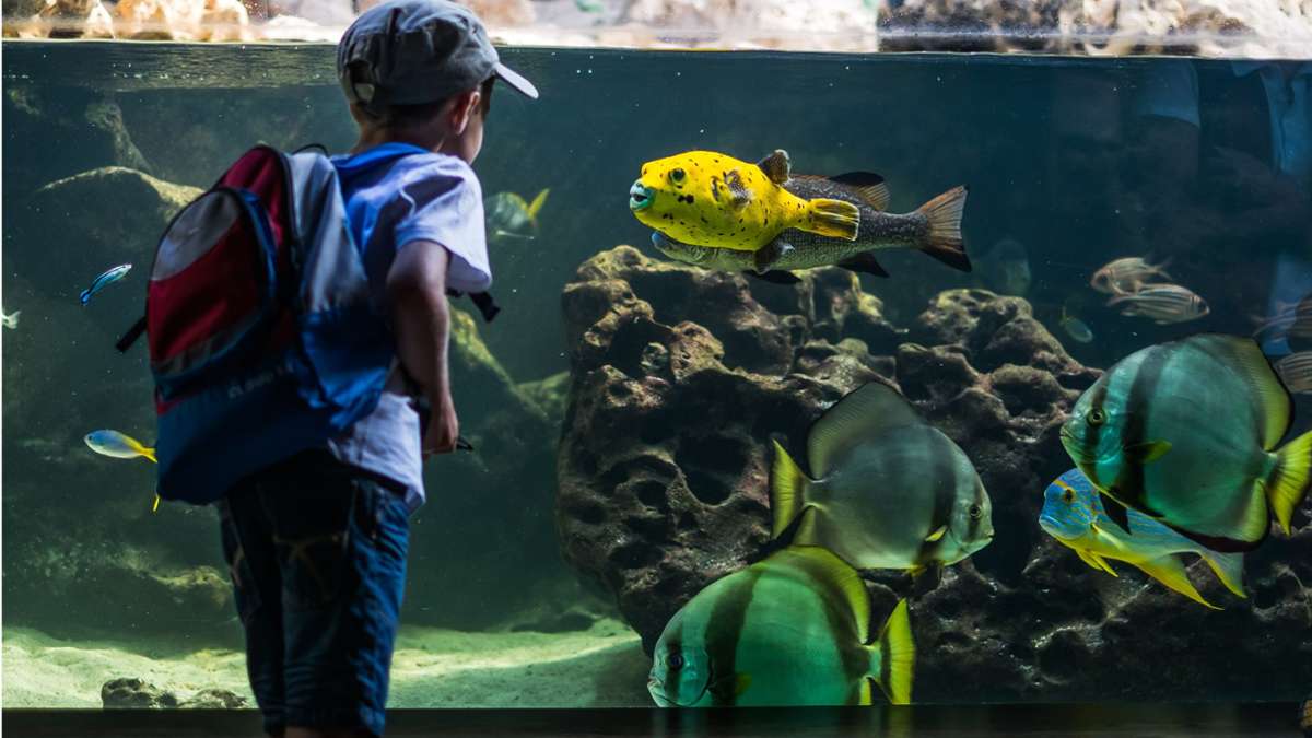 Besuch  im Stuttgarter Aquarium: Das sind die 11 ungewöhnlichsten Fische in der Wilhelma