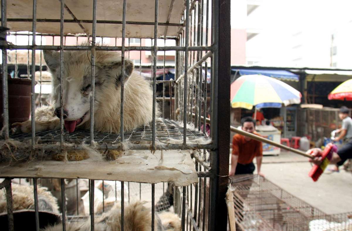 Welt-Zoonose-Tag: Wildtiermärkte in Asien –  Brutstätten für Krankheiten