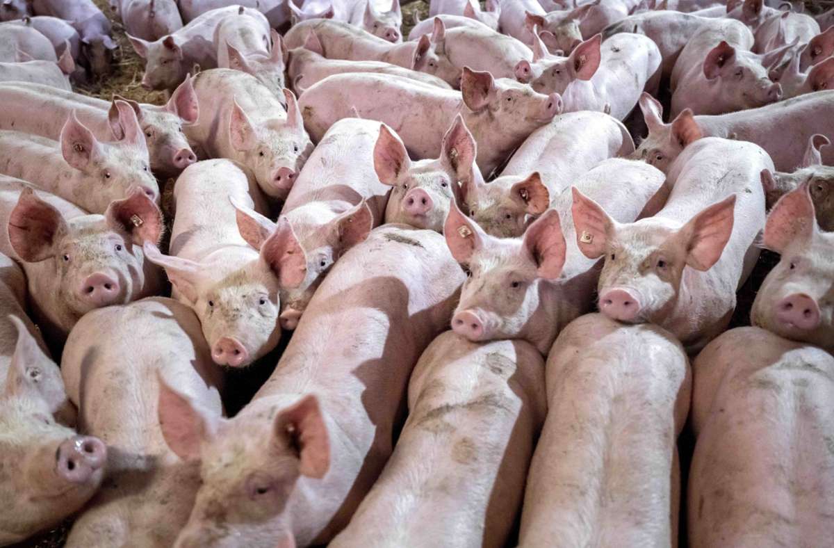 Kritik von Opposition und Tierschützern: Staatliches Tierhaltungslogo für Fleisch kommt an den Start