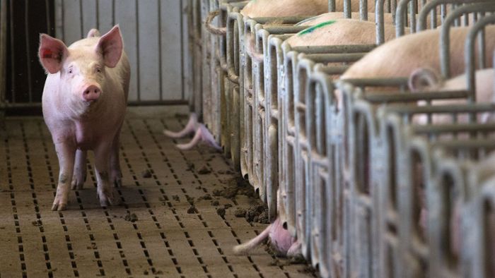 400 tote Schweine in Mastbetrieb gefunden
