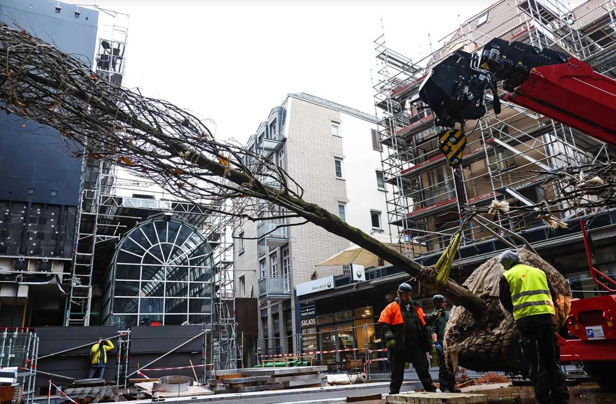 Begrünung in Stuttgarter City: Drei Klimabäume für den Calwer Platz