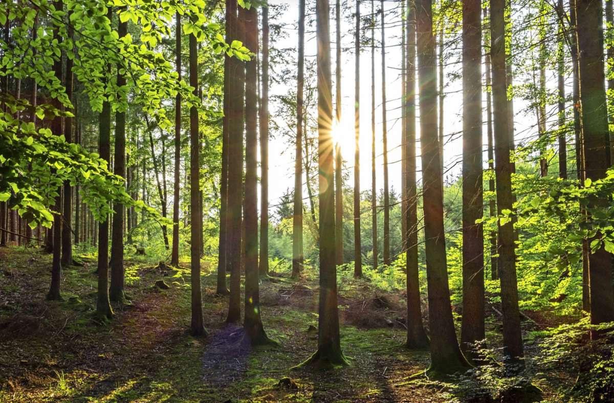 Faktoren wie Hitze, Trockenheit und Schädlinge beeinflussen den Gesundheitszustand des Waldes. Foto: mago/Peter Widmann