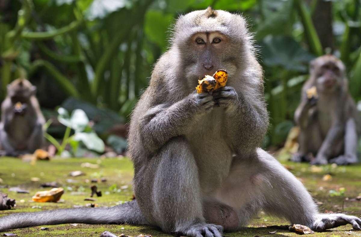 Folgen der Coronakrise: Hungrige Affen überfallen Häuser auf Bali
