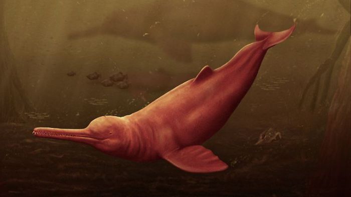 Größter Süßwasserdelfin der Erdgeschichte am Amazonas entdeckt