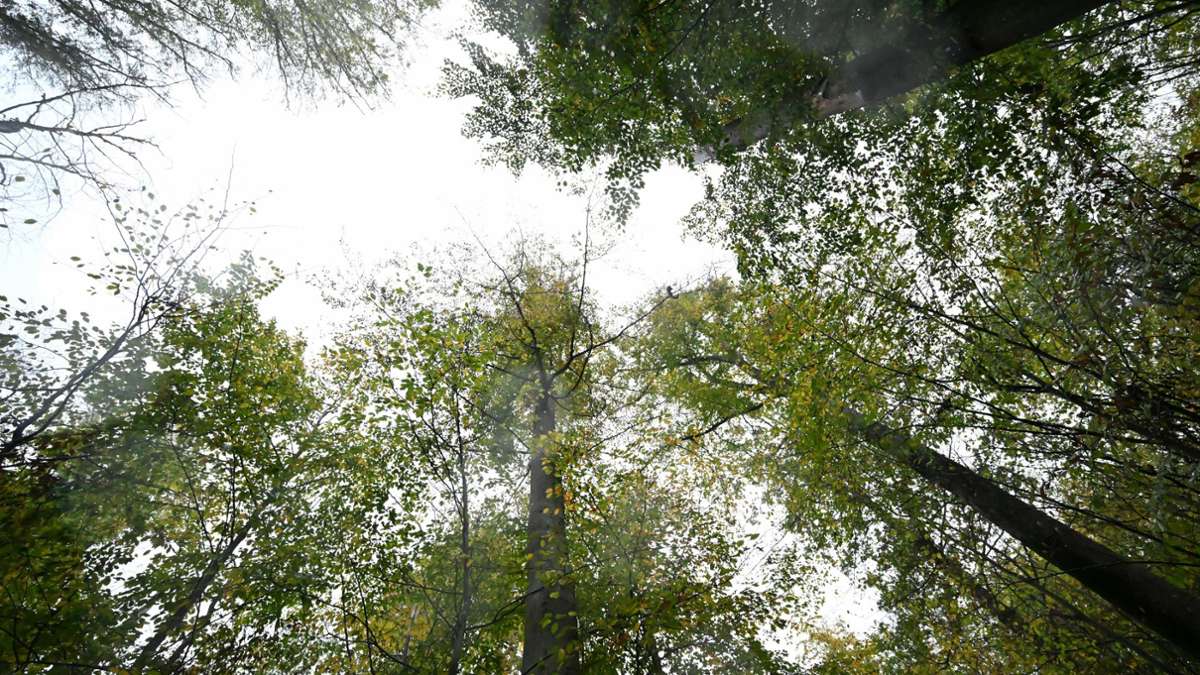 Baden-Württemberg: Wald hat sich im Regen nur leicht erholt - Hauk wirbt für Mischwald